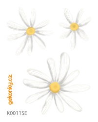 Daisies