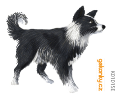 Border Collie