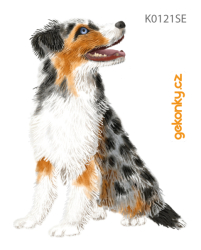 Australian Shepperd