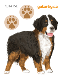 Bernese Mountain Dog