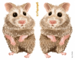 hamster, decal for fabric