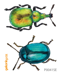 Beetles 1 and 4, double-sided printing