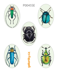 Beetles in an oval