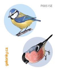 Eurasian bullfinch, double-sided printing