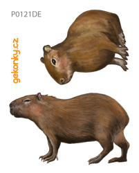 Capybara, double-sided printing